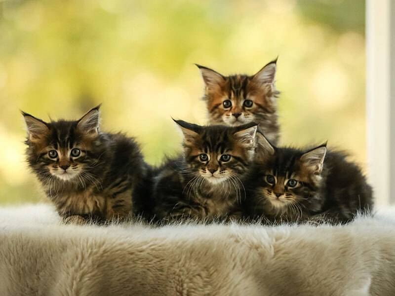 Group of four Brown Tabby kittens sitting on white fur rug